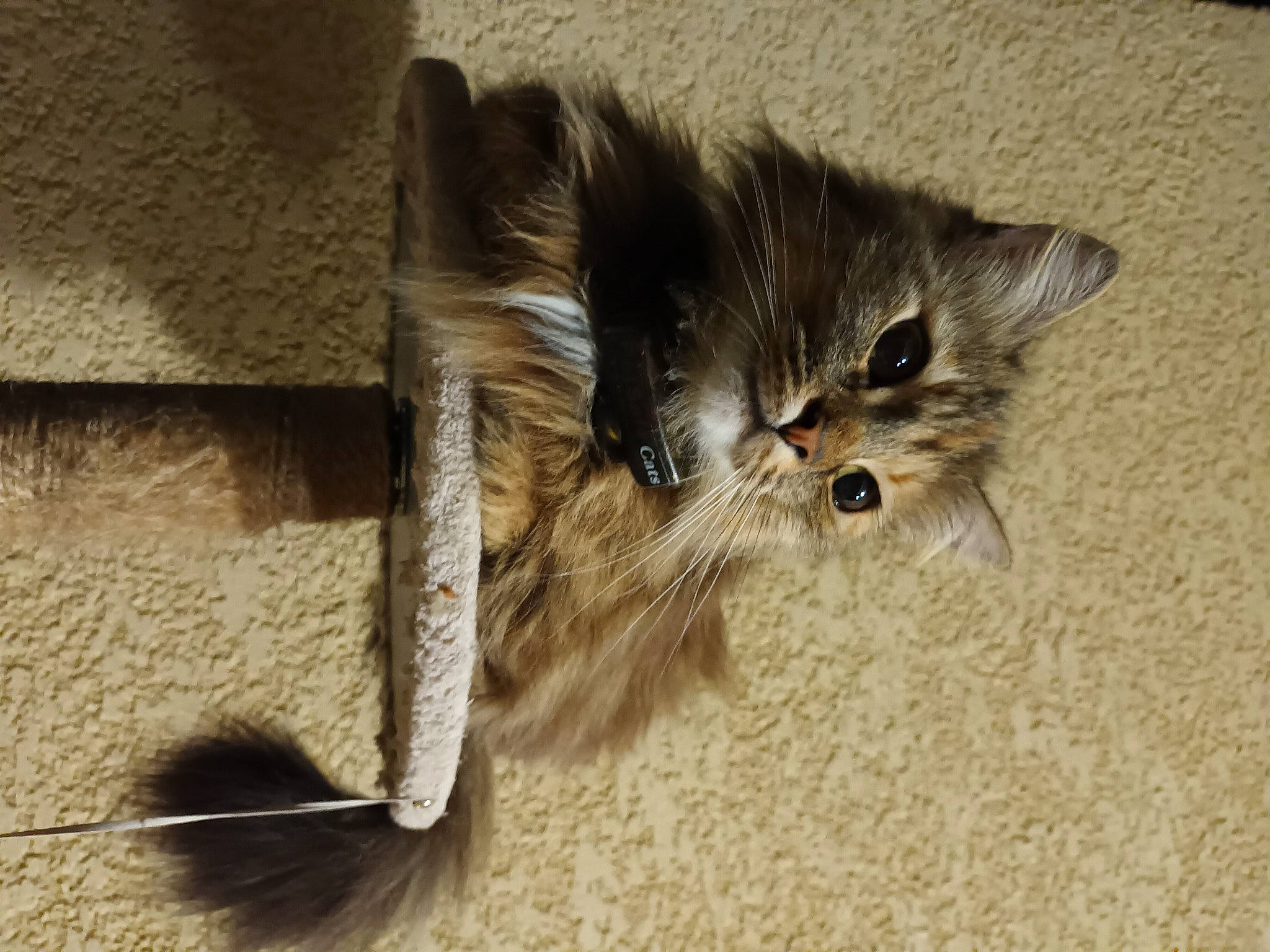 Lili participe au concours pour gagner de l'argent avec cette photo : carnivore, cat, cat_supply, cat_toy, claw, comfort, domestic_short_haired_cat, fawn, felidae, flooring, fur, paw, small_to_medium_sized_cats, snout, tail, terrestrial_animal, whiskers