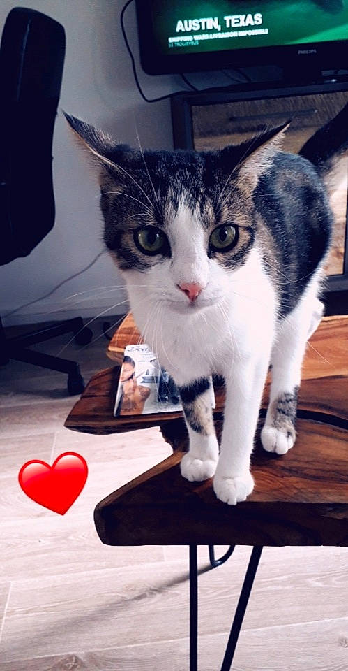 Coffee participe au concours pour gagner de l'argent avec cette photo : carmine, carnivore, cat, comfort, couch, domestic_short_haired_cat, eye, felidae, fur, head, lap, paw, sitting, sky, small_to_medium_sized_cats, snapshot, snout, table, tail, whiskers