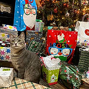 Petunia is registered to the contest to win money with this photo: cat, christmas_tree, christmas_lights, christmas_gifts, gift_bags, holiday_decorations, tabby_cat, indoor, festive, holiday_season, wrapped_presents, ornaments, sparkling_lights, floor, plaid_pattern, curious, pet, celebration, animal, decor