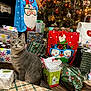 cat, christmas_tree, christmas_lights, christmas_gifts, gift_bags, holiday_decorations, tabby_cat, indoor, festive, holiday_season, wrapped_presents, ornaments, sparkling_lights, floor, plaid_pattern, curious, pet, celebration, animal, decor