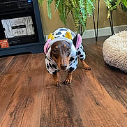 Zander joined the competition — help win amazing prizes! dog, dachshund, costume, cow_pattern, pet, indoor, flooring, wood_floor, plant, fern, pet_bed, furniture, brown_dog, looking_up, cute, animal, domestic, small_dog, home, cozy