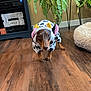 dog, dachshund, costume, cow_pattern, pet, indoor, flooring, wood_floor, plant, fern, pet_bed, furniture, brown_dog, looking_up, cute, animal, domestic, small_dog, home, cozy