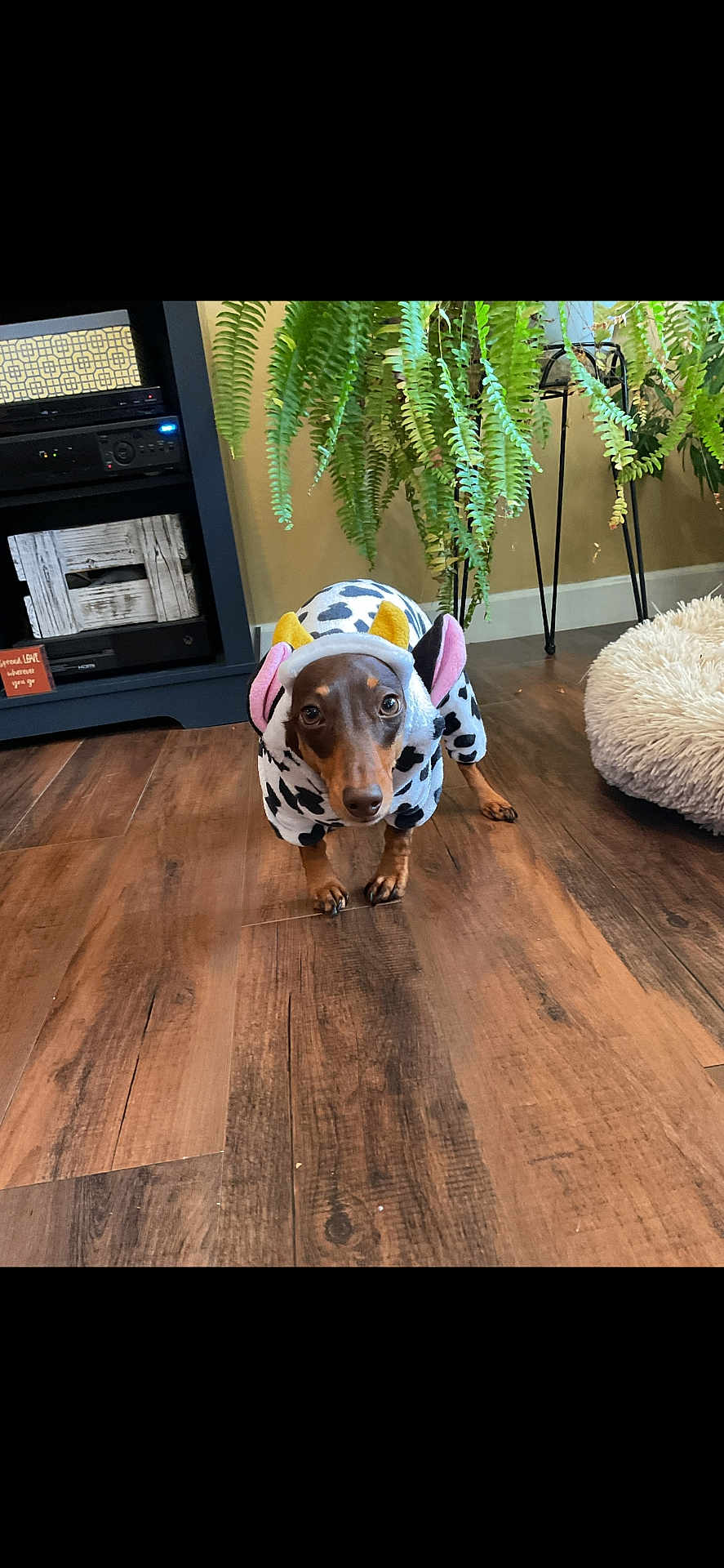 Zander joined the competition — help win amazing prizes! dog, dachshund, costume, cow_pattern, pet, indoor, flooring, wood_floor, plant, fern, pet_bed, furniture, brown_dog, looking_up, cute, animal, domestic, small_dog, home, cozy