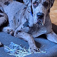 Léon a rejoint le concours — aidez-le/la à gagner de superbes lots ! dog, great_dane, pet_bed, cotton_swabs, tile_floor, indoor, mess, animal, laying_down, blue_collar, curious, cheeky, large_dog, spots, ears, paw, face, looking, home, domestic