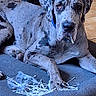 dog, great_dane, pet_bed, cotton_swabs, tile_floor, indoor, mess, animal, laying_down, blue_collar, curious, cheeky, large_dog, spots, ears, paw, face, looking, home, domestic