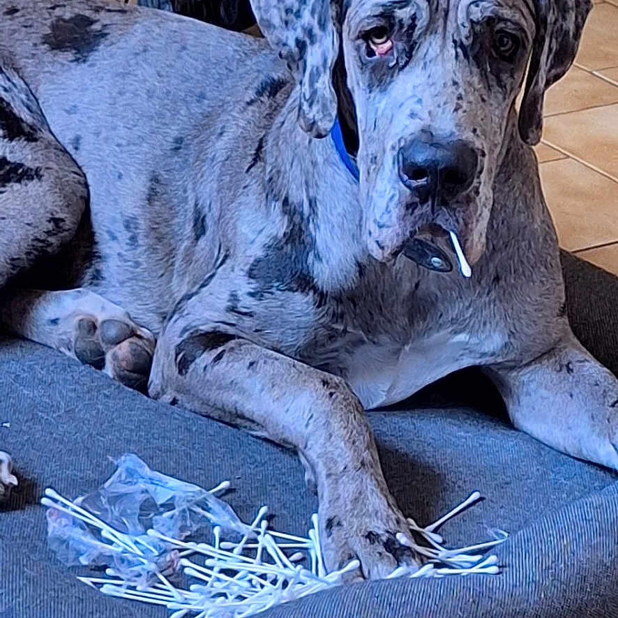 Léon a rejoint le concours — aidez-le/la à gagner de superbes lots ! dog, great_dane, pet_bed, cotton_swabs, tile_floor, indoor, mess, animal, laying_down, blue_collar, curious, cheeky, large_dog, spots, ears, paw, face, looking, home, domestic