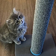 Ice joined the competition — help win amazing prizes! kitten, cat, fluffy, gray, scratching_post, wooden_floor, pet, cute, curious, young, feline, indoor, animal, whiskers, fur, playful, paw, sitting, looking_up, domestic
