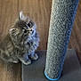 kitten, cat, fluffy, gray, scratching_post, wooden_floor, pet, cute, curious, young, feline, indoor, animal, whiskers, fur, playful, paw, sitting, looking_up, domestic