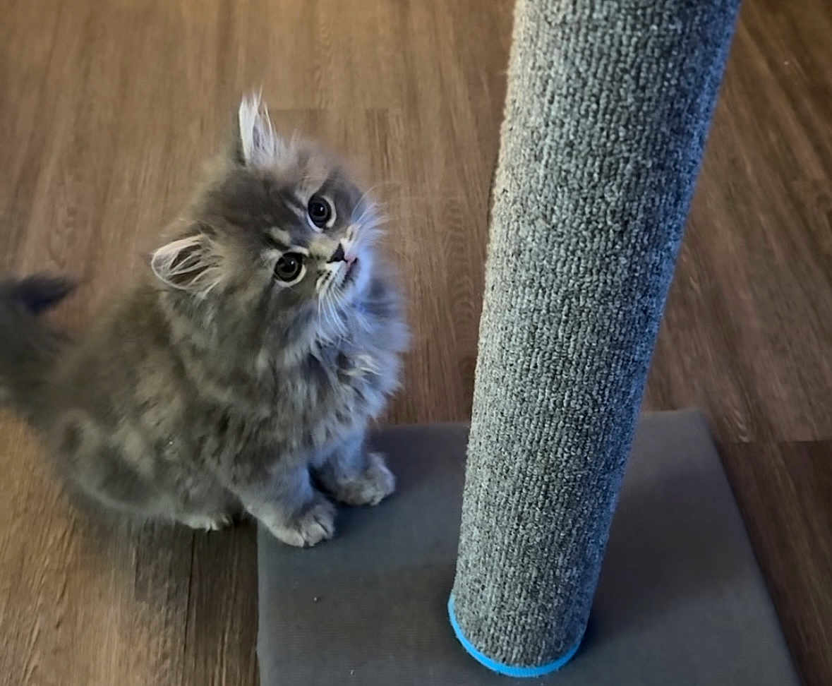 Ice joined the competition — help win amazing prizes! kitten, cat, fluffy, gray, scratching_post, wooden_floor, pet, cute, curious, young, feline, indoor, animal, whiskers, fur, playful, paw, sitting, looking_up, domestic