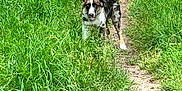 Viking a rejoint le concours — aidez-le/la à gagner de superbes lots ! alert, animal, canine, daylight, dog, field, fur, grass, greenery, happy, nature, outdoor, path, pet, playful, standing, summer, sunlight, trail, walking