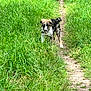 alert, animal, canine, daylight, dog, field, fur, grass, greenery, happy, nature, outdoor, path, pet, playful, standing, summer, sunlight, trail, walking