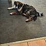 Viking participe au concours pour gagner de l'argent avec cette photo : animal, black_fur, brown_fur, concrete_floor, cute, dog, domestic, floor, indoor, looking_at_camera, lying_down, pet, playful, puppy, resting, sock, tile_floor, wet_fur, white_fur, young_dog
