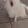 Ulkia participe au concours pour gagner de l'argent avec cette photo : dog, white_dog, fluffy, happy, tongue_out, indoor, tile_floor, pet, canine, sitting, ears_up, smiling, fur, animal, companion, domestic, cute, looking_at_camera, floor, bag