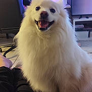 Ulkia a rejoint le concours — aidez-le/la à gagner de superbes lots ! dog, white_dog, fluffy, happy, smiling, pet, indoor, technology, computer, monitor, chair, person, floor, blanket, living_room, fur, animal, cute, companion, relaxing