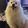dog, white_dog, fluffy, happy, smiling, pet, indoor, technology, computer, monitor, chair, person, floor, blanket, living_room, fur, animal, cute, companion, relaxing