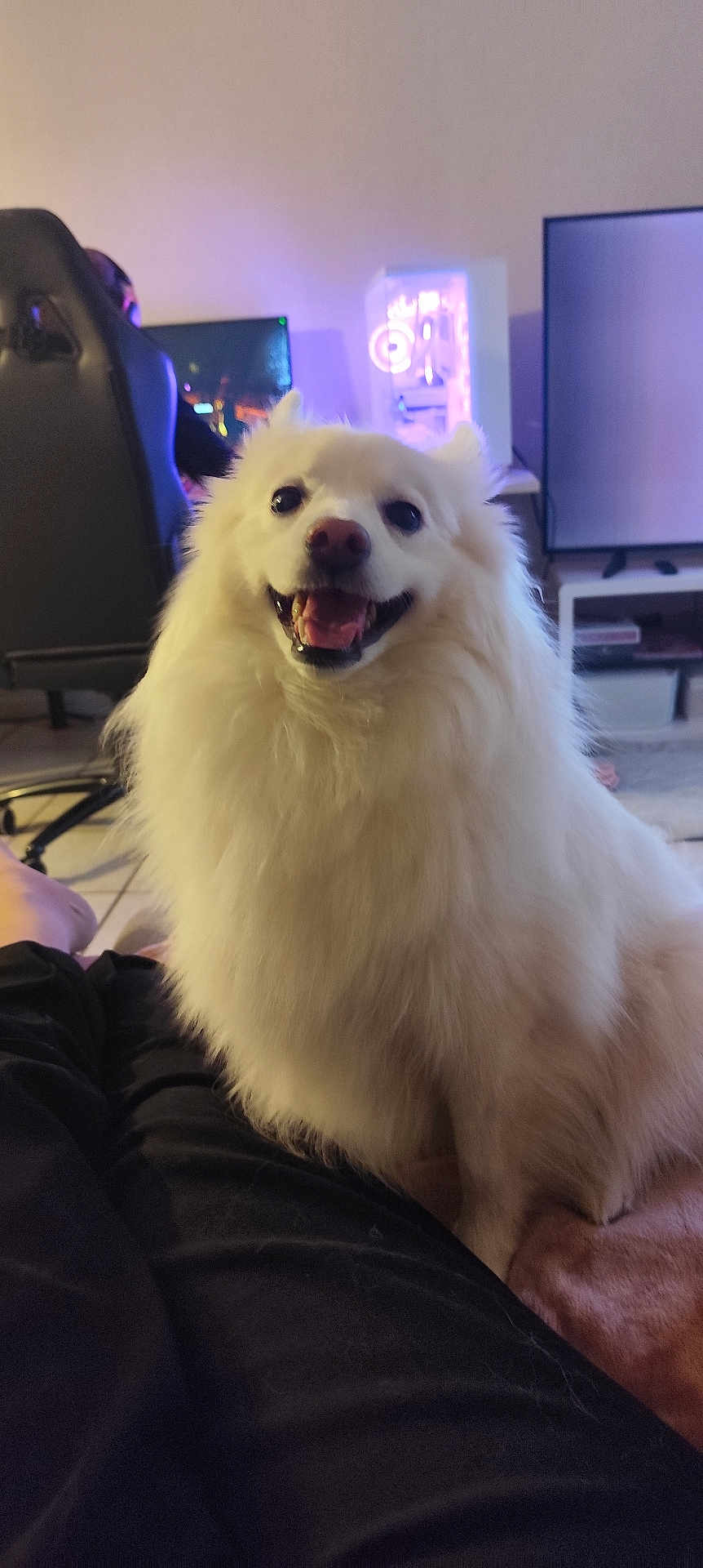 Ulkia a rejoint le concours — aidez-le/la à gagner de superbes lots ! dog, white_dog, fluffy, happy, smiling, pet, indoor, technology, computer, monitor, chair, person, floor, blanket, living_room, fur, animal, cute, companion, relaxing