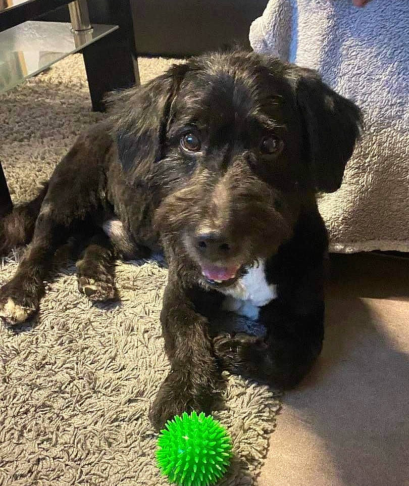 Paco participe au concours pour gagner de l'argent avec cette photo : borador, canidae, carnivore, companion_dog, dog, dog_breed, dog_collar, dogo_sardesco, fur, grass, guard_dog, hunting_dog, liver, plott_hound, snout, sporting_group, terrestrial_animal, working_animal, working_dog