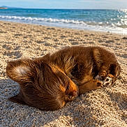 Symba participe au concours pour gagner de l'argent avec cette photo : puppy, dog, sleeping, beach, sand, ocean, sky, sunlight, outdoor, nature, cute, animal, pet, peaceful, resting, small, brown, fur, summer, relaxation