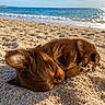 puppy, dog, sleeping, beach, sand, ocean, sky, sunlight, outdoor, nature, cute, animal, pet, peaceful, resting, small, brown, fur, summer, relaxation