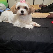 Fluffy is registered to the contest to win money with this photo: dog, puppy, small_dog, fluffy, white_fur, brown_fur, pink_bow, groomed, pet, animal, lying_down, bed, bedroom, indoor, portrait, looking_at_camera, cute, adorable, black_bedding, home