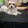 dog, puppy, small_dog, fluffy, white_fur, brown_fur, pink_bow, groomed, pet, animal, lying_down, bed, bedroom, indoor, portrait, looking_at_camera, cute, adorable, black_bedding, home