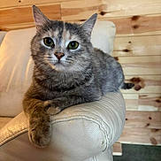 Sassy joined the competition — help win amazing prizes! cat, close_up, cute, ear, feline, fur, furniture, green_eyes, home_interior, indoor, leather_sofa, paw, pet, portrait, relaxed, sitting, tabby_cat, upholstery, whiskers, wooden_wall