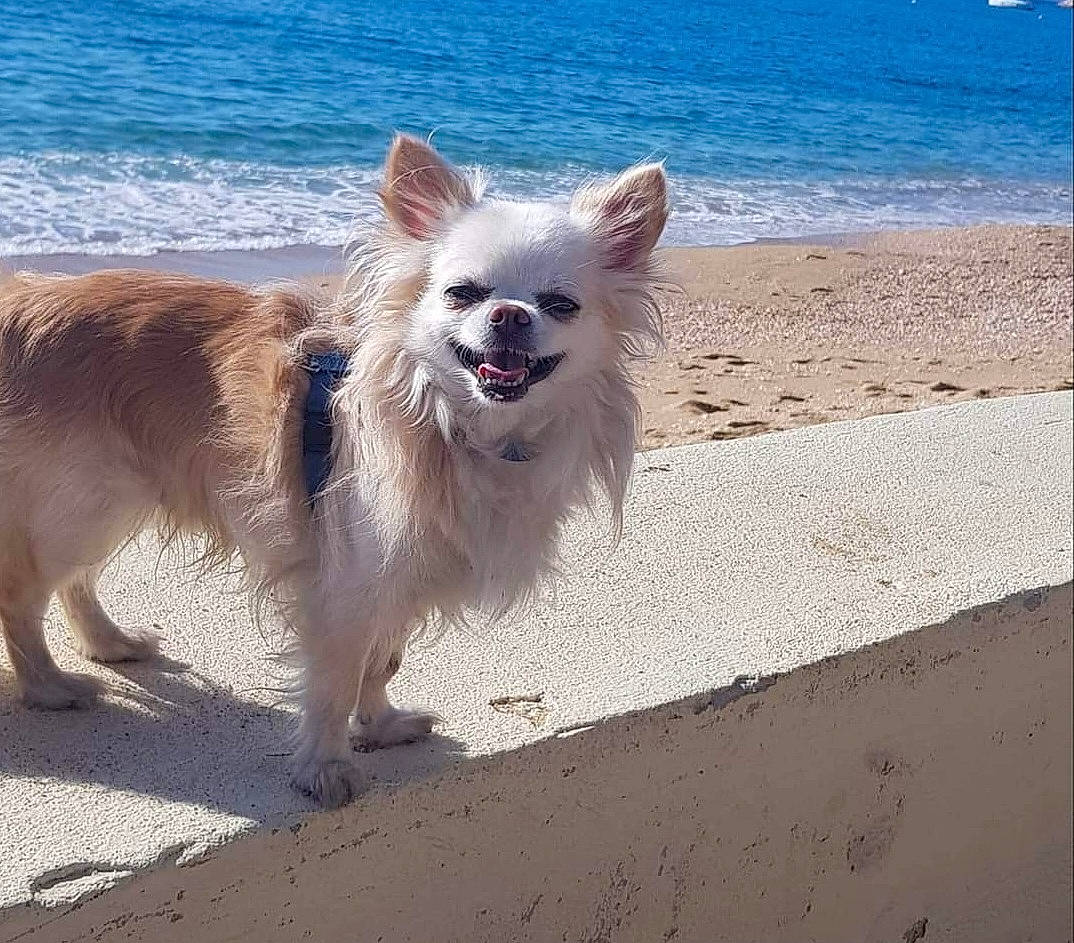 Gipsy a rejoint le concours — aidez-le/la à gagner de superbes lots ! beach, canidae, carnivore, collar, companion_dog, dog, dog_breed, dog_supply, fawn, german_spitz, indian_spitz, japanese_spitz, lake, ocean, snout, sporting_group, tail, water, working_animal, working_dog