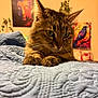 animal, art, bird, blanket, blue, buddha, cat, closeup, cozy, decor, ears, feline, fur, indoor, painting, pet, quilt, resting, tabby, whiskers