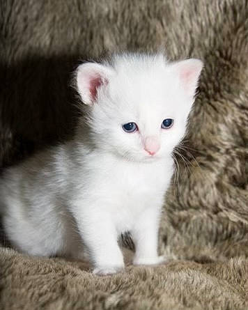 Smudge joined the competition — help win amazing prizes! carnivore, cat, claw, domestic_short_haired_cat, eye, fawn, felidae, fur, paw, small_to_medium_sized_cats, snout, tail, terrestrial_animal, whiskers