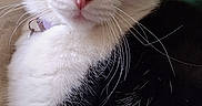 Birch is registered to the contest to win money with this photo: animal, black_and_white, cat, close_up, comfortable, cozy, cushion, cute, domestic, ears, eyes, feline, fur, indoor, nose, pet, portrait, relaxed, resting, whiskers