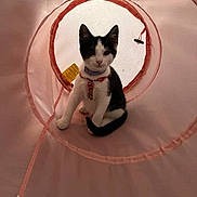 Birch is registered to the contest to win money with this photo: animal, black_and_white, cat, circular, collar, curious, cute, domestic, indoor, kitten, looking, mesh, pet, pet_accessory, play, sitting, small, soft_light, tunnel, young