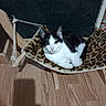 Birch is registered to the contest to win money with this photo: animal, black_and_white, cat, cozy, ears, eyes, feline, flooring, fur, hammock, home, indoor, leopard_print, pet, relaxed, resting, rope, whiskers, wooden_floor, wooden_structure