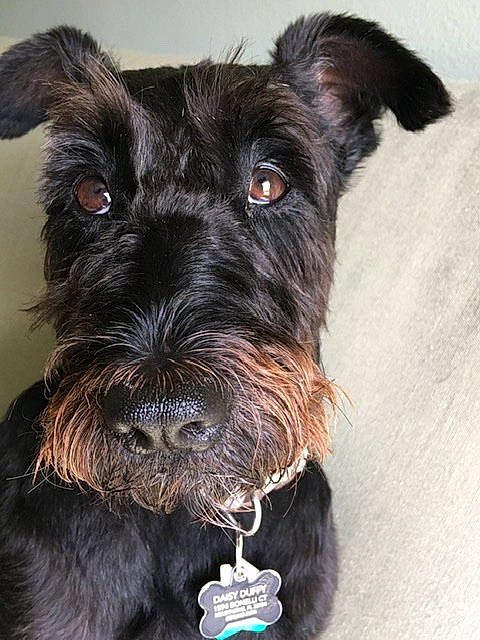 Daisy is registered to the contest to win money with this photo: canidae, carnivore, cesky_terrier, dog, dog_breed, ear, giant_schnauzer, mammal, miniature_schnauzer, puppy, rare_breed_dog, schnauzer, schnoodle, scottish_terrier, small_terrier, snout, sporting_group, standard_schnauzer, terrier