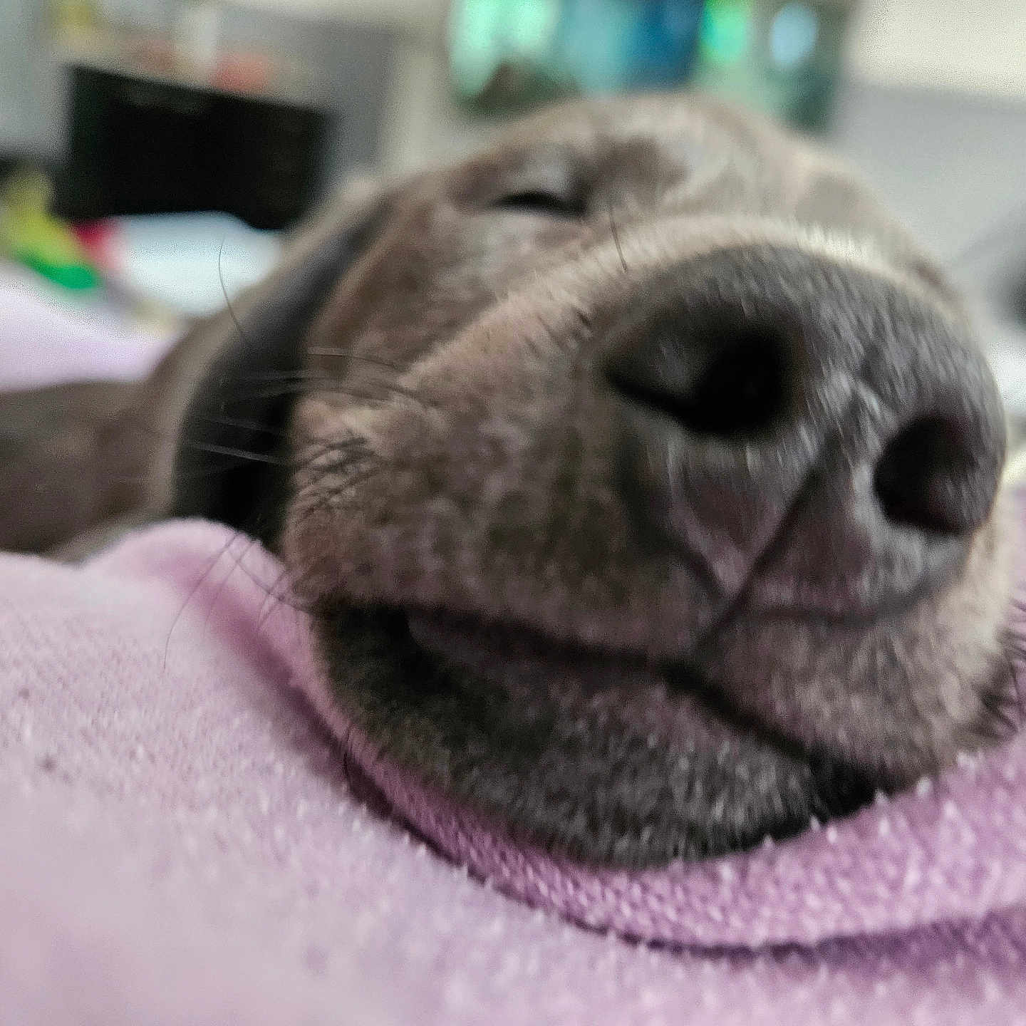 Lola is registered to the contest to win money with this photo: animal, blanket, bulldog, canine, cat, dog, homedecor, hound, labradorretriever, linen, person, pet, pitbull, pointer, puppy, purple, quilt, sleeping, snout, towel