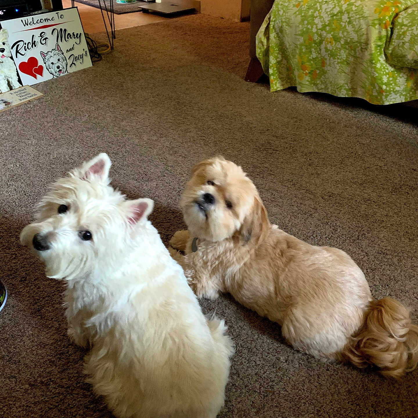 Zoeychewy is registered to the contest to win money with this photo: animal, brown_dog, carpet, carpeted_floor, companion, couch, cozy, cute, dog, floor, floral_cover, furniture, home, indoor, living_room, pet, relaxed, two_dogs, welcome_sign, white_dog