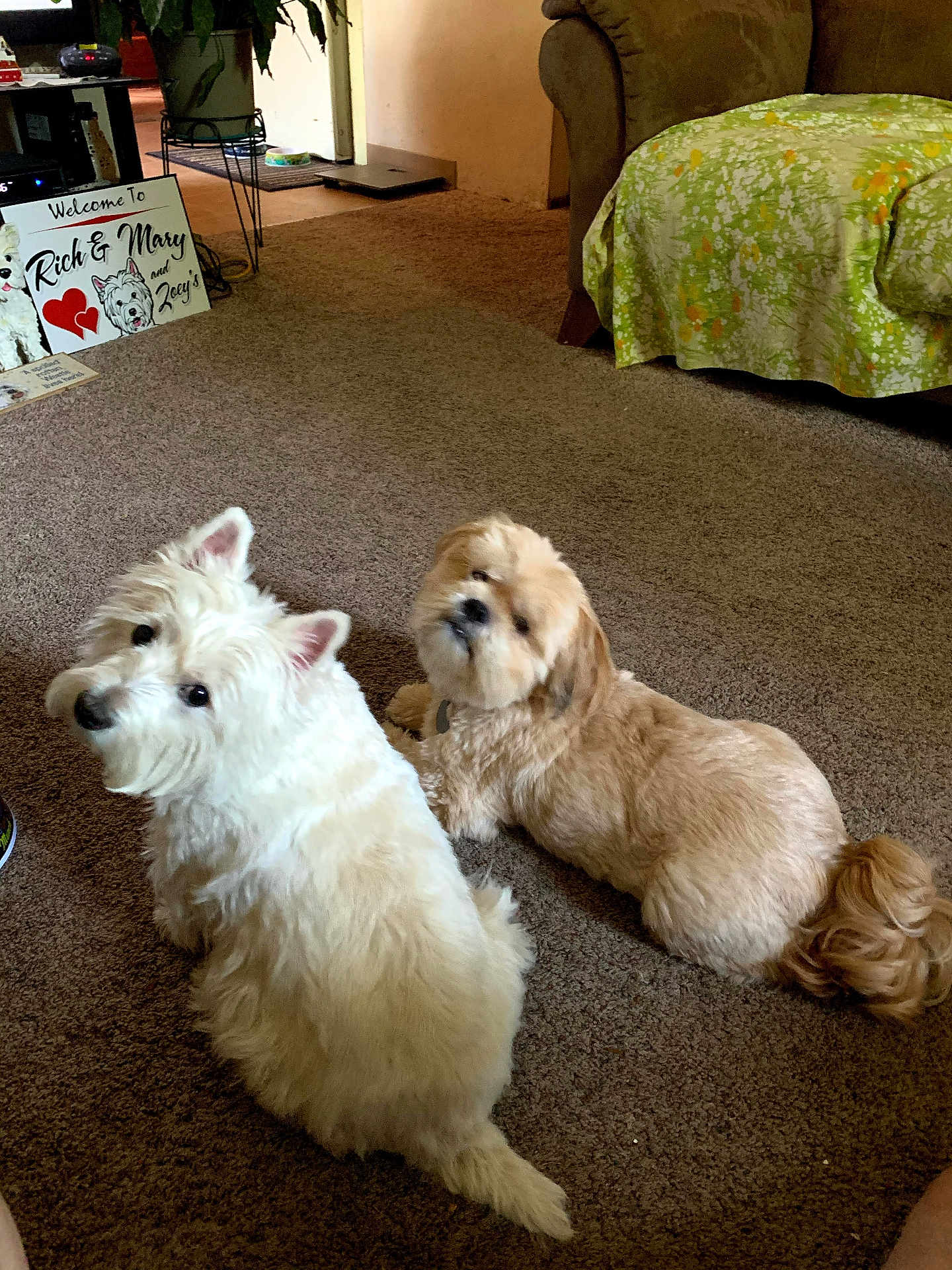 Zoeychewy is registered to the contest to win money with this photo: animal, brown_dog, carpet, carpeted_floor, companion, couch, cozy, cute, dog, floor, floral_cover, furniture, home, indoor, living_room, pet, relaxed, two_dogs, welcome_sign, white_dog