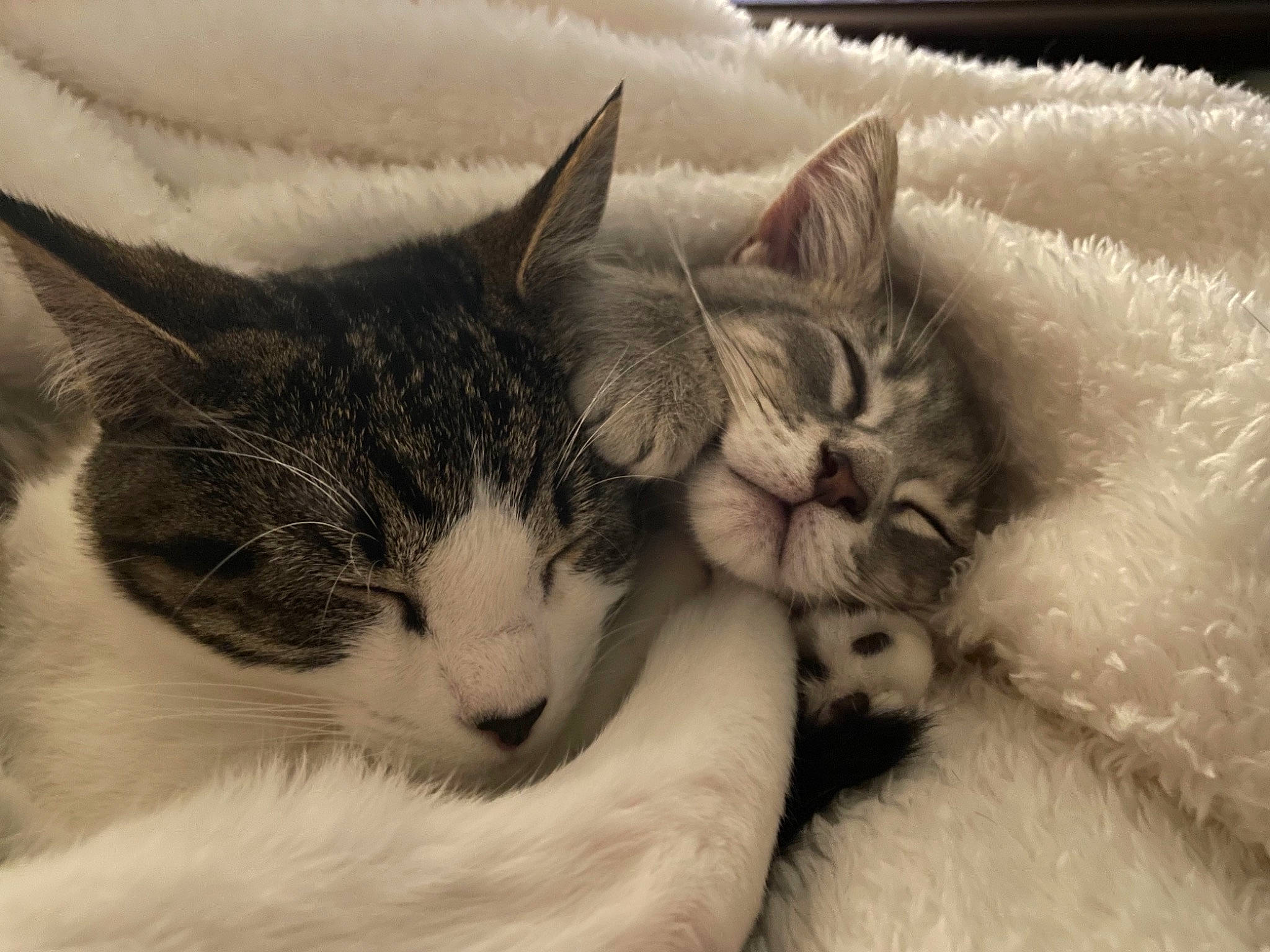 Mittens is registered to the contest to win money with this photo: carnivore, cat, close_up, comfort, domestic_short_haired_cat, felidae, fur, grey, mammal, monochrome, monochrome_photography, nose, paw, small_to_medium_sized_cats, snout, tail, textile, vertebrate, whiskers, window