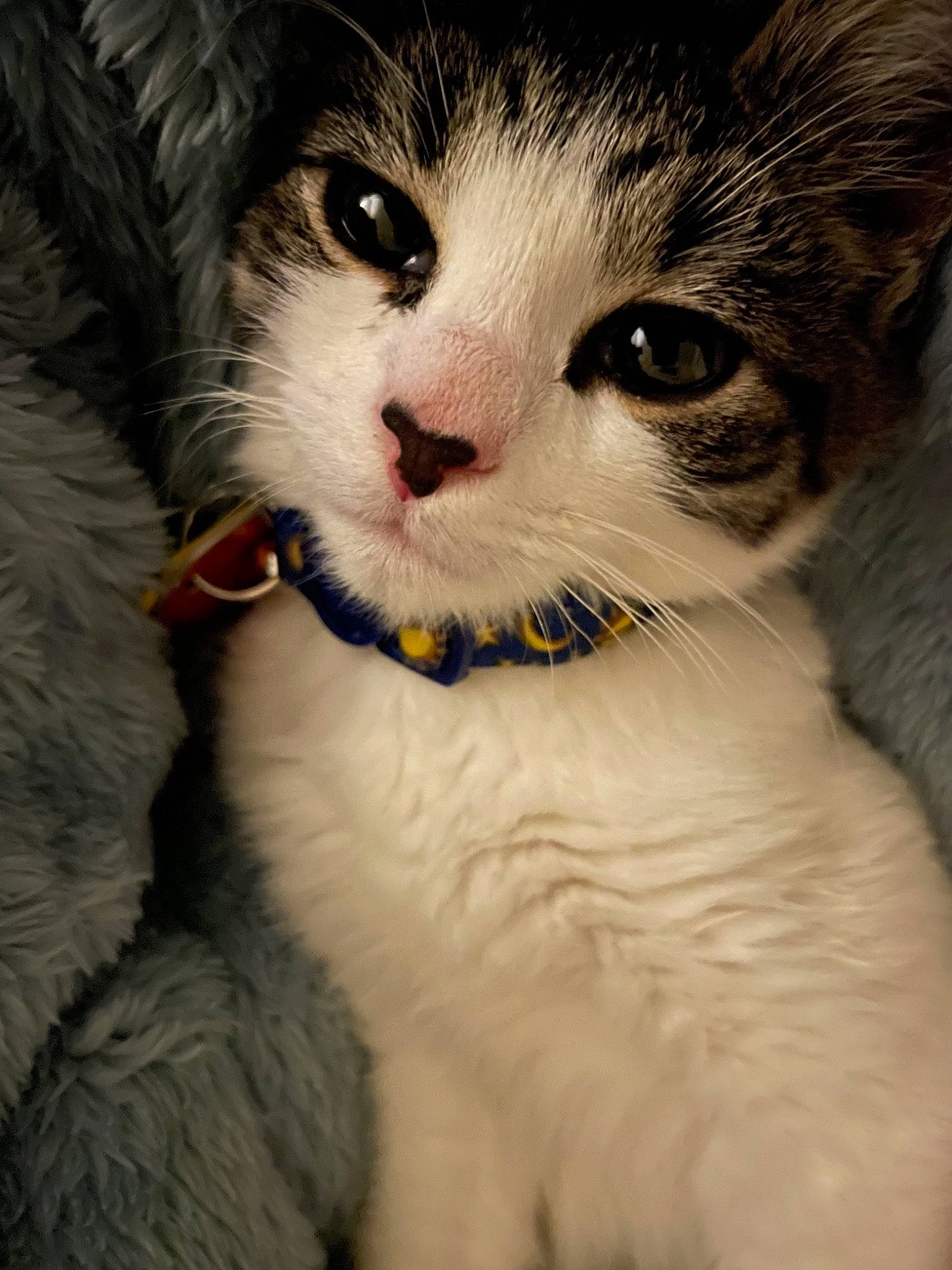 Mittens is registered to the contest to win money with this photo: carnivore, cat, domestic_short_haired_cat, felidae, fur, iris, nose, paw, plant, small_to_medium_sized_cats, snout, tail, whiskers