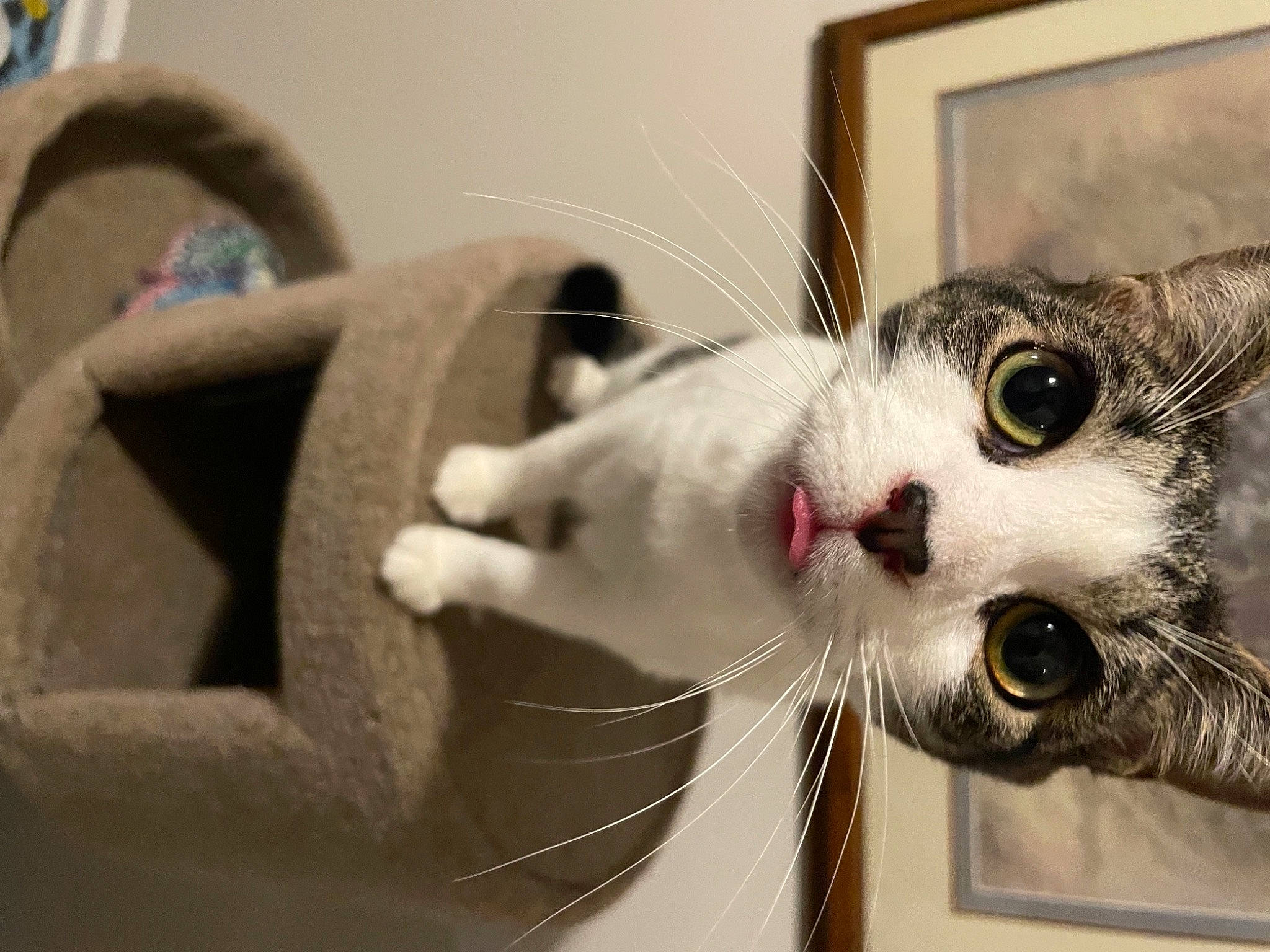 Mittens is registered to the contest to win money with this photo: carnivore, cat, claw, collar, domestic_short_haired_cat, door, ear, eyelash, felidae, fur, paw, picture_frame, small_to_medium_sized_cats, snout, tail, whiskers, window