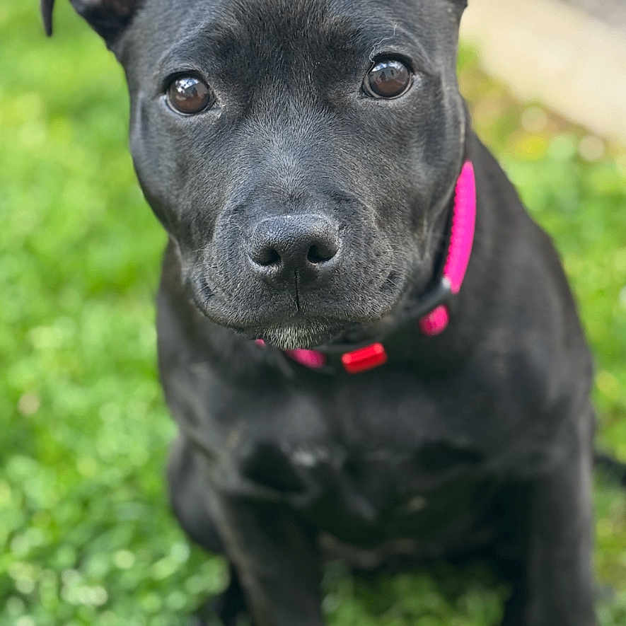 Syla participe au concours pour gagner de l'argent avec cette photo : accessories, animal, boxer, bulldog, canine, chihuahua, dog, frenchbulldog, grass, labradorretriever, pet, pitbull, plant, pug, puppy, snout, strap, terrier