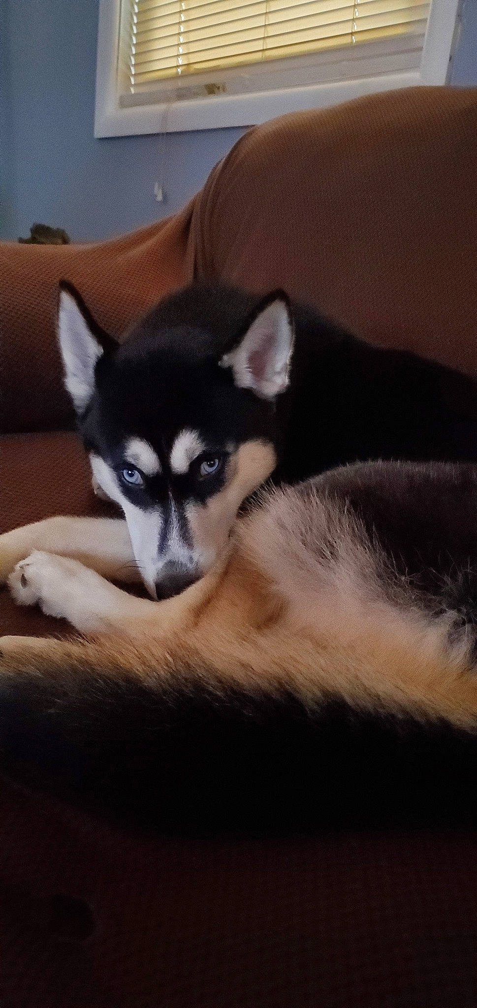 Lacy joined the competition — help win amazing prizes! alaskan_klee_kai, alaskan_malamute, canadian_eskimo_dog, canidae, canis, carnivore, dog, dog_breed, fur, mammal, miniature_siberian_husky, northern_inuit_dog, rare_breed_dog, sakhalin_husky, siberian_husky, sled_dog, snout, tamaskan_dog, vertebrate, wolfdog