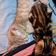 Lil Bit joined the competition — help win amazing prizes! animal, cat, closeup, comfort, cozy, cute, denim, fabric, friendship, fur, indoor, kitten, nap, pet, pile, rest, sleeping, soft, striped, two