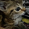 kitten, cat, close_up, fur, whiskers, eyes, tabby, animal, pet, cute, feline, young, indoors, knitted_blanket, texture, resting, soft, curious, portrait, cozy