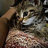 kitten, cat, tabby, close_up, knitted_blanket, cozy, fur, whiskers, cute, pet, animal, indoor, soft_texture, resting, young, small, curious, domestic_cat, feline, warm_lighting
