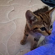 Lil Bit joined the competition — help win amazing prizes! kitten, cat, mattress, blanket, indoor, young_animal, feline, bed, curious, pet, fur, small, cute, animal, tabby, whiskers, ears, paws, blue, soft