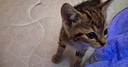 Lil Bit joined the competition — help win amazing prizes! animal, bed, blanket, blue, cat, curious, cute, ears, feline, fur, indoor, kitten, mattress, paws, pet, small, soft, tabby, whiskers, young_animal