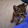 kitten, cat, mattress, blanket, indoor, young_animal, feline, bed, curious, pet, fur, small, cute, animal, tabby, whiskers, ears, paws, blue, soft