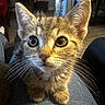 Lil Bit is registered to the contest to win money with this photo: animal, cat, close_up, cozy, curious, cute, denim, domestic, eyes, fur, home, indoor, kitten, lap, mammal, pet, sitting, warm_lighting, whiskers, young