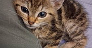 Lil Bit joined the competition — help win amazing prizes! kitten, tabby, cat, pet, animal, fur, ears, bed, cushion, cute, young, whiskers, sleepy, domestic_animal, feline, resting, closeup, indoor, soft, cozy