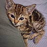 kitten, tabby, cat, pet, animal, fur, ears, bed, cushion, cute, young, whiskers, sleepy, domestic_animal, feline, resting, closeup, indoor, soft, cozy
